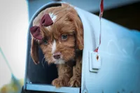 CHARLIE, a male Cavapoo for sale in Baltic, OH – 10 of 10