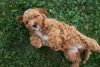 NELLIE, a female Cavapoo for sale in Baltic, OH – 9 of 9