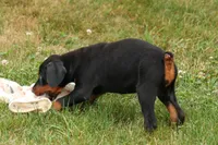 DAisy, a female Doberman Pinscher for sale in Baltic, OH – 7 of 9