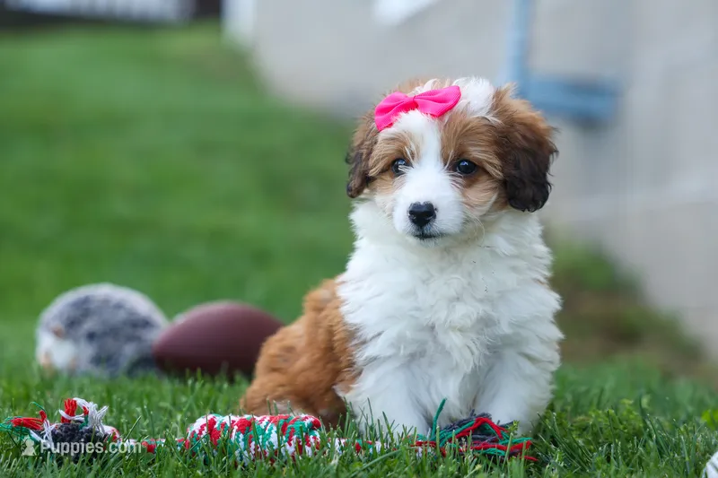 NALA – Pembroke Welsh Corgi, Poodle - Miniature  puppy for sale in Baltic, OH