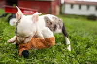 BELLA, a female Frenchton for sale in Baltic, OH – 3 of 10