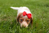 OSCAR, a male Miniature Dachshund for sale in Baltic, OH – 8 of 10