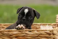 BAILEY, a male Frenchton for sale in Baltic, OH – 5 of 9