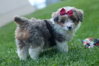 NANCY, a female Pembroke Welsh Corgi and Poodle - Miniature  for sale in Baltic, OH – 6 of 10