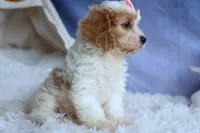 RACHEL, a female Cavachon for sale in Baltic, OH – 9 of 10
