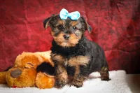 DEXTER, a male Yorkshire Terrier for sale in Baltic, OH – 7 of 10
