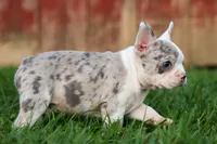 MARLEY, a male Frenchton for sale in Baltic, OH – 2 of 10