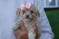 OREO, a male Havapoo for sale in Baltic, OH – 1 of 10