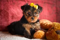 DIESEL, a male Yorkshire Terrier for sale in Baltic, OH – 3 of 10