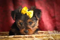 DIESEL, a male Yorkshire Terrier for sale in Baltic, OH – 10 of 10