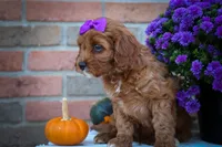 RUSTY, a male Cavapoo for sale in Baltic, OH – 10 of 10