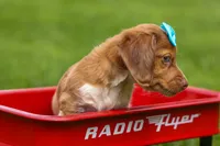 OLIVER, a male Miniature Dachshund for sale in Baltic, OH – 2 of 10