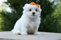 PATRICK, a male Maltese for sale in Baltic, OH – 2 of 10