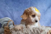RUBY, a female Cavachon for sale in Baltic, OH – 9 of 10