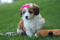NALA, a female Pembroke Welsh Corgi and Poodle - Miniature  for sale in Baltic, OH – 10 of 10
