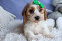 RANDY, a male Cavachon for sale in Baltic, OH – 10 of 10