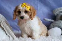 RUBY, a female Cavachon for sale in Baltic, OH – 3 of 10