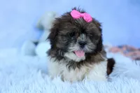 RUBY, a female Shih Tzu for sale in Baltic, OH – 8 of 10
