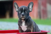 MISTY, a male Frenchton for sale in Baltic, OH – 4 of 10