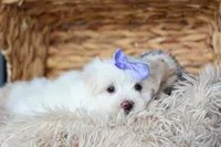 PENNY, a female Maltese for sale in Baltic, OH – 2 of 10