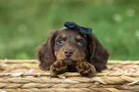 MAX, a male Miniature Dachshund for sale in Baltic, OH – 4 of 10