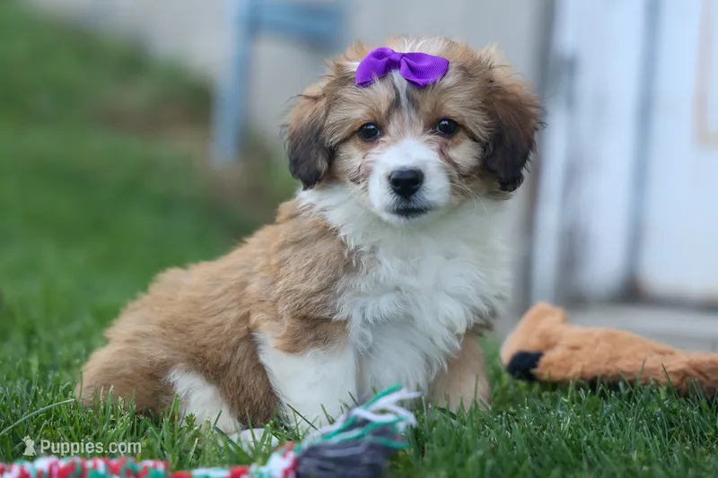 NELLY – Pembroke Welsh Corgi, Poodle - Miniature  puppy for sale in Baltic, OH