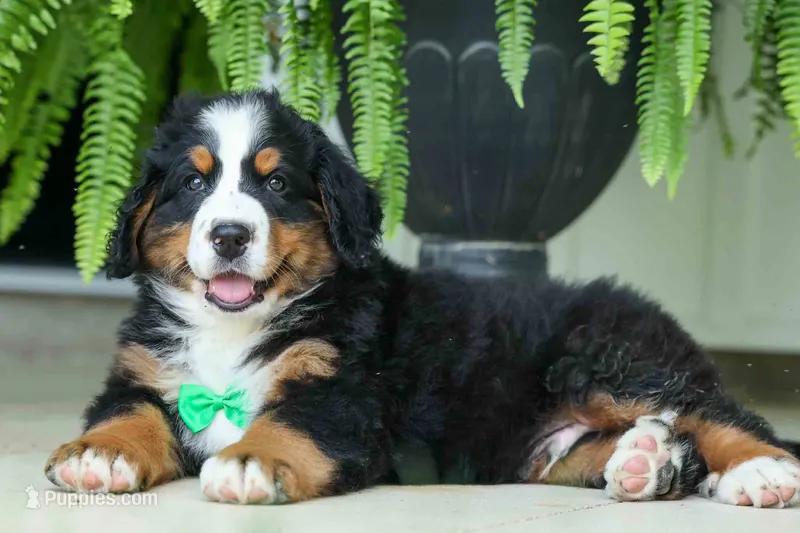 SCOUT – Bernese Mountain Dog puppy for sale in Baltic, OH