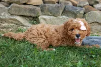 NELLIE, a female Cavapoo for sale in Baltic, OH – 7 of 9