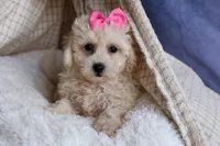 NANCY, a female Bichpoo for sale in Baltic, OH – 8 of 10