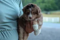 LUCKY, a male Miniature American Shepherd for sale in Baltic, OH – 6 of 9