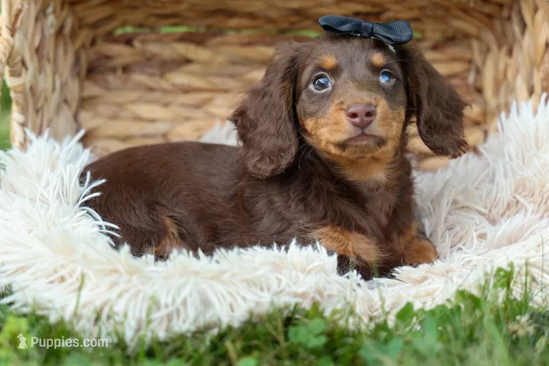 MAX – Miniature Dachshund puppy for sale in Baltic, OH