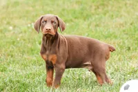DUKE, a male Doberman Pinscher for sale in Baltic, OH – 10 of 10