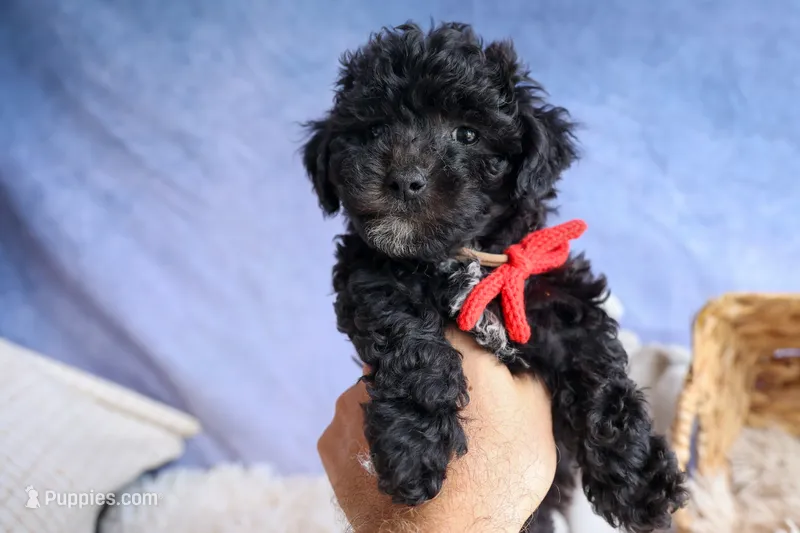 NOEL – Bichpoo puppy for sale in Baltic, OH