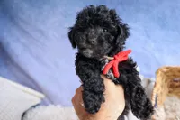 NOEL, a male Bichpoo for sale in Baltic, OH – 1 of 10