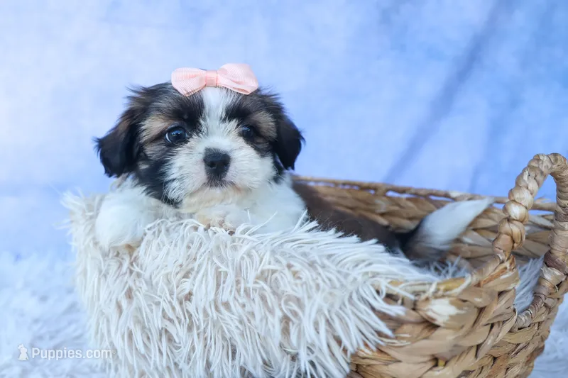 SALLY – Shih Tzu puppy for sale in Baltic, OH