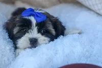 SAMSON, a male Shih Tzu for sale in Baltic, OH – 5 of 6