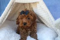 ROMEO, a male Cavapoo for sale in Baltic, OH – 9 of 10