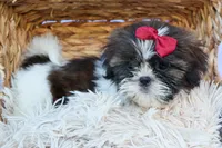 RACHEL, a female Shih Tzu for sale in Baltic, OH – 10 of 10
