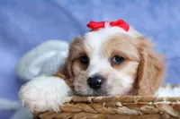 ROSCOE, a male Cavachon for sale in Baltic, OH – 4 of 10