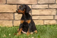 DAisy, a female Doberman Pinscher for sale in Baltic, OH – 2 of 9
