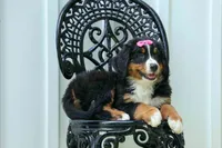 SALLY, a female Bernese Mountain Dog for sale in Baltic, OH – 6 of 10