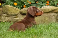 DASHER, a male Doberman Pinscher for sale in Baltic, OH – 3 of 10