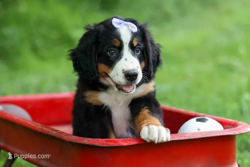 SOPHIE – Bernese Mountain Dog puppy for sale in Baltic, OH