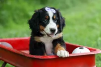 SOPHIE, a female Bernese Mountain Dog for sale in Baltic, OH – 1 of 10