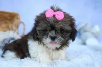 RUBY, a female Shih Tzu for sale in Baltic, OH – 3 of 10