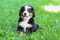 SADIE, a female Bernese Mountain Dog for sale in Baltic, OH – 6 of 10