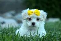 PEBBLES, a female Maltese for sale in Baltic, OH – 6 of 10