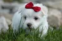 MURPHY, a male Maltese for sale in Baltic, OH – 4 of 10