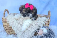 STELLA, a female Shih Tzu for sale in Baltic, OH – 3 of 10