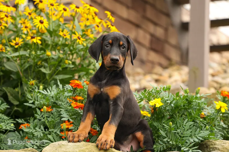 DIESEL – Doberman Pinscher puppy for sale in Baltic, OH